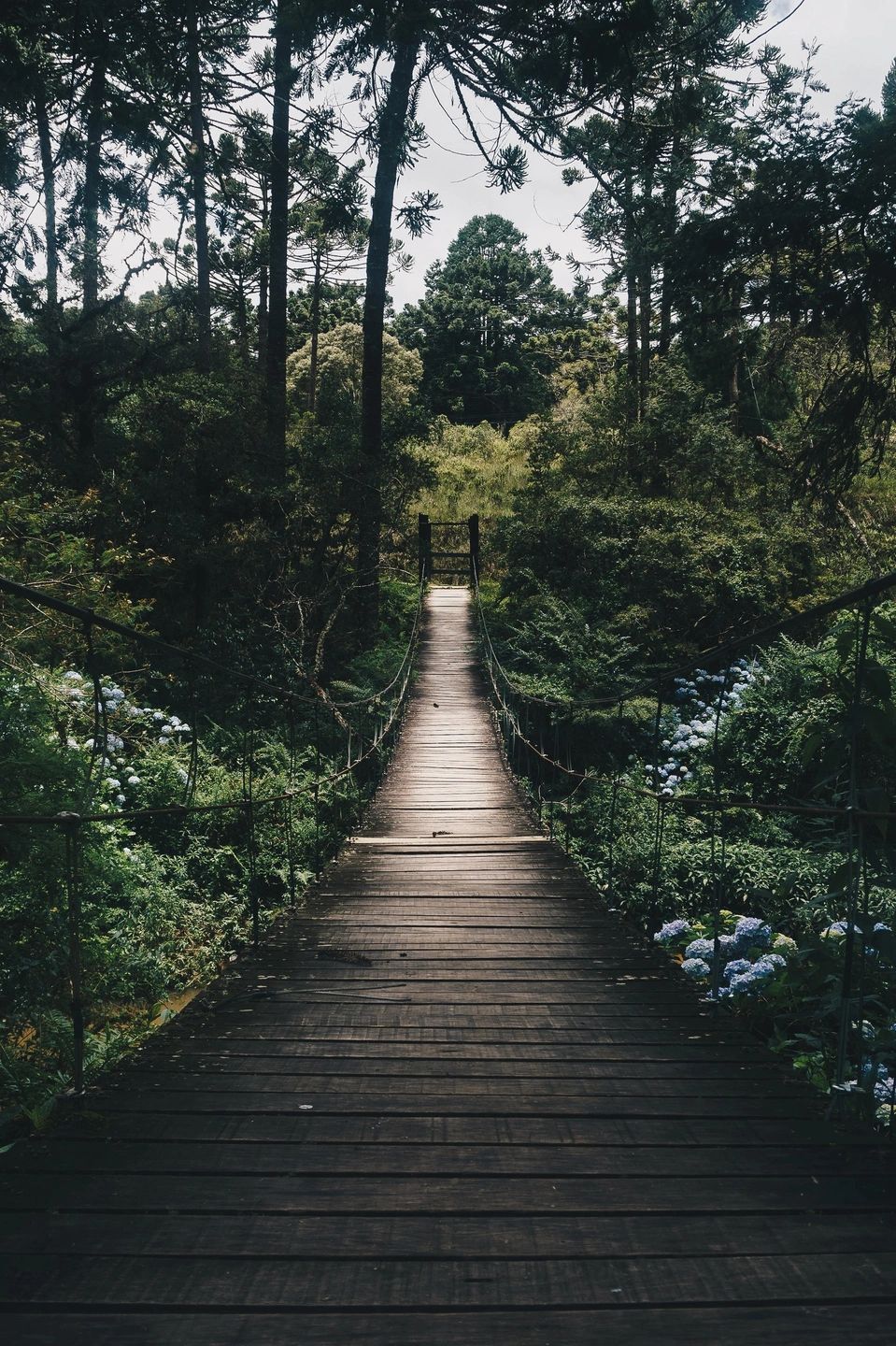 forest path